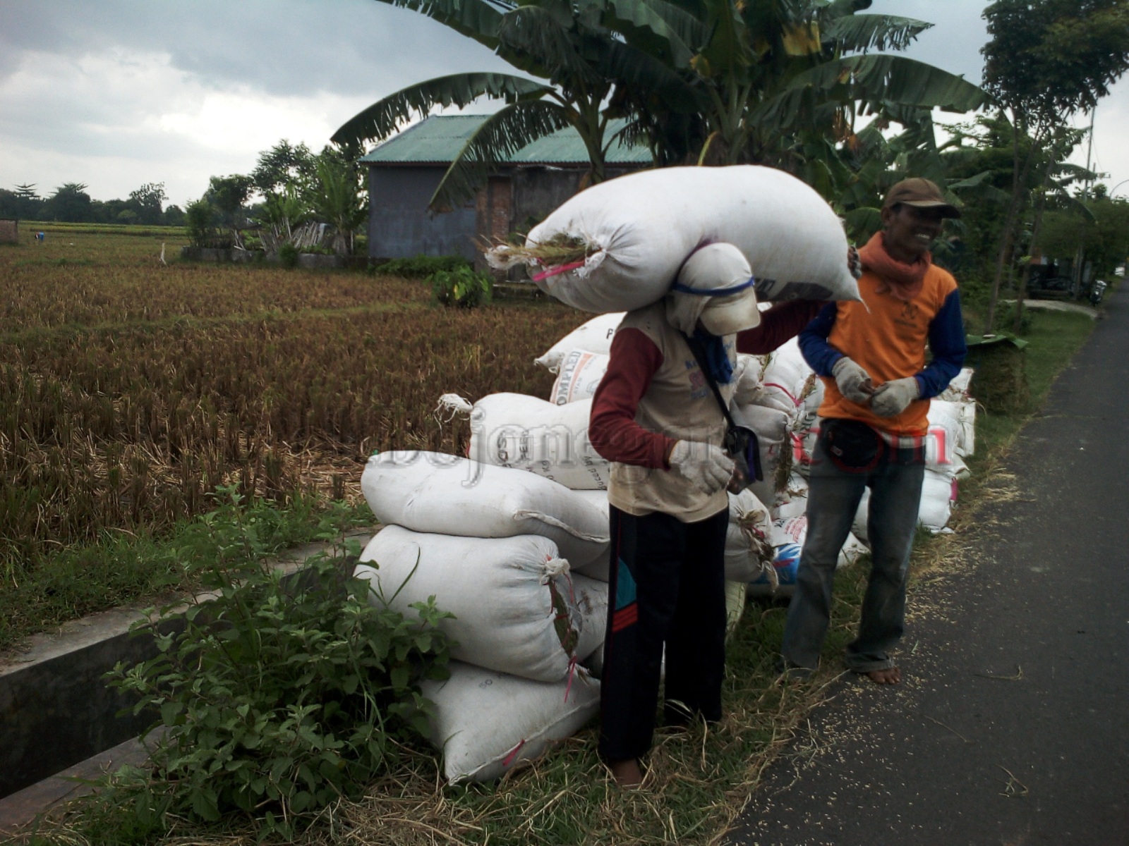 Saat Panen Harga Bersahabat, Petani Sukosewu Bersyukur